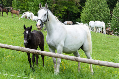 Horses standing on grassy field