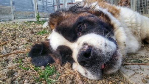 Close-up portrait of a dog