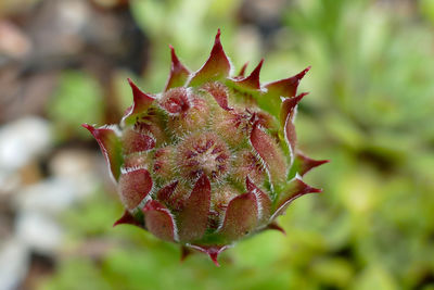 Close-up of plant leaves