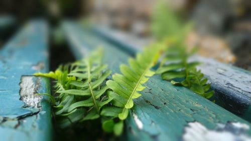 Close-up of fresh green leaves