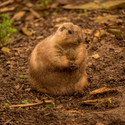 Chubby prairie dog looking like it's praying