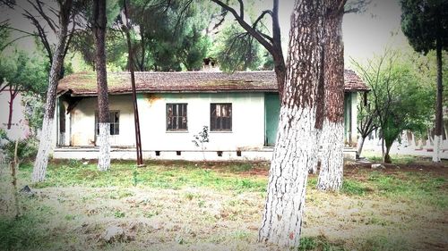 Houses in the forest