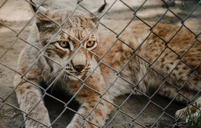 Portrait of cat in cage