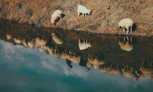 Reflection of rocks in lake