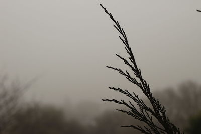 Close-up of silhouette plant against sky