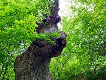 Tree trunk amidst plants in forest