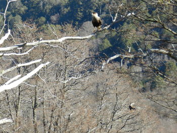 View of birds perching on bare tree