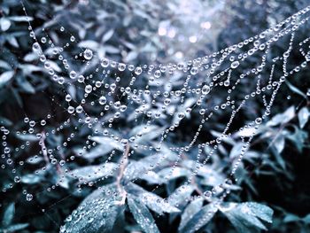 Close-up of water drops on leaf