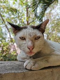 Portrait of cat relaxing on tree
