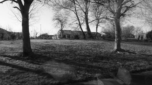 Bare trees on grassy field