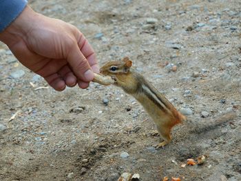 Cropped hand feeding peanut to squirrel