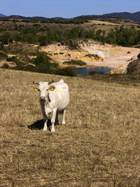 Sardinia cow