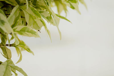 Close-up of leaves against white background