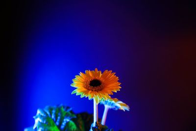 Close-up of yellow flower against blue sky