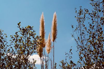 Low angle view of plants against clear blue sky