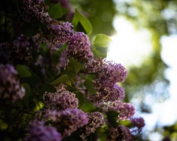 Close-up of purple flowering plants