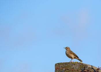 Low angle view of bird perching against clear sky