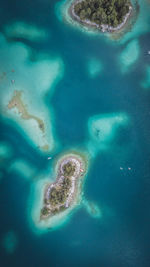 High angle view of jellyfish in sea