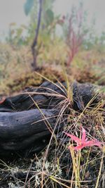 Close-up of grass