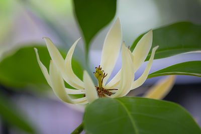 Close-up of flowering plant