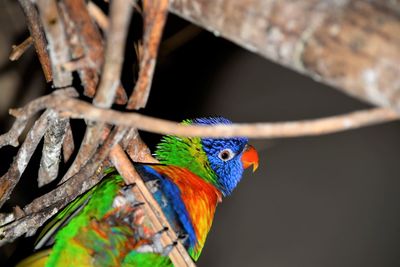 Close-up of parrot perching on branch