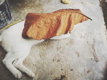High angle view of a cat