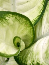 Close up of green plant