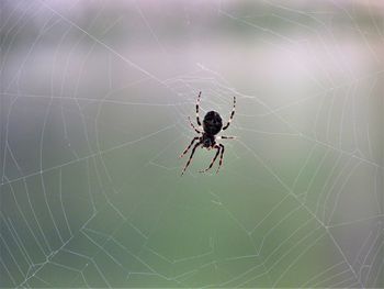 Close-up spider on web