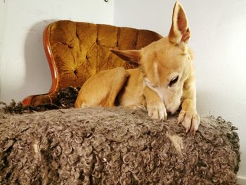 View of a dog sleeping at home