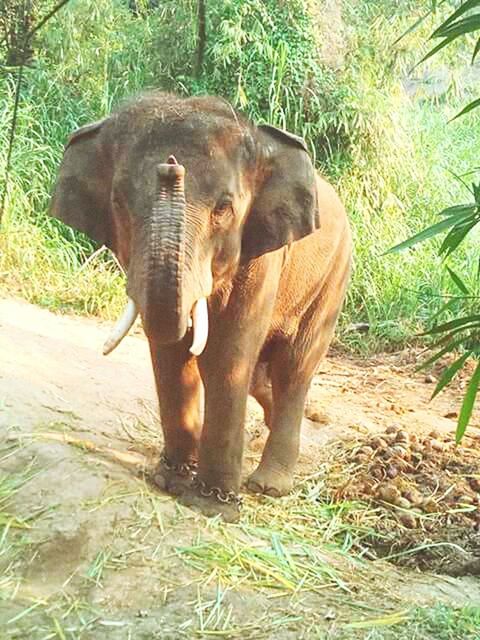 elephant, animal themes, sunlight, nature, outdoors, grass, animal, animal trunk, no people, young animal, care, day, one animal, standing, animals in the wild, mammal, tree, animal wildlife, water, african elephant