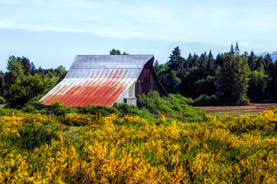 Plants growing on field against sky