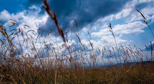 Grass growing on field against sky