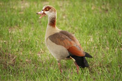 Close-up of duck on field