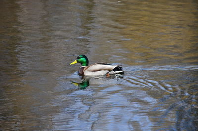 Duck swimming in lake