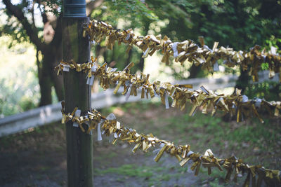 Golden fortunes of the seven gods of good fortune at miyajidake shrine in fukutsu city fukuoka japan