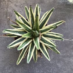 High angle view of vegetables on table