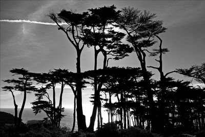 Low angle view of silhouette trees against sky