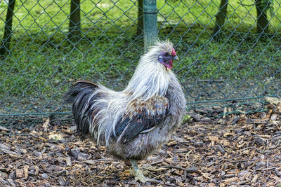 Side view of hen against chainlink fence