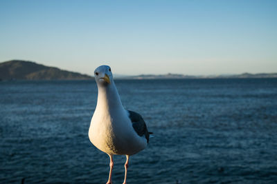 Close-up of seagull perching on sea against clear sky