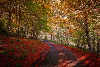 Road amidst trees in forest during autumn