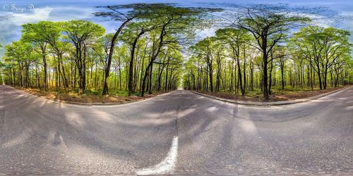 Close-up of road amidst trees against sky