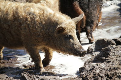 Close-up of elephant in water