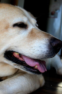 Close-up of dog