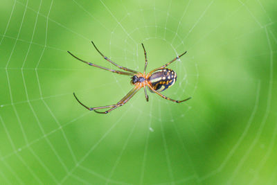 Close-up of spider on web