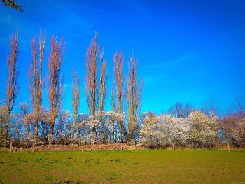 Trees on field against clear sky