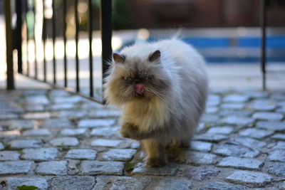 Portrait of white cat on footpath