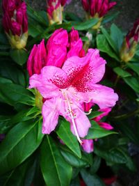 Close-up of pink rose flower