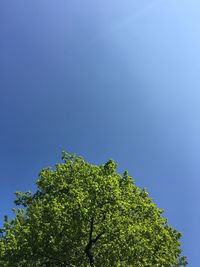 Low angle view of tree against blue sky