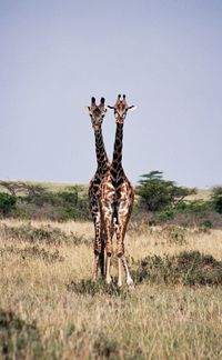 Two giraffes staying together