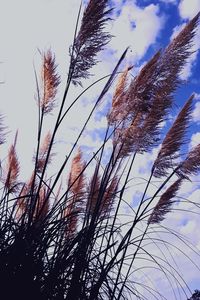 Low angle view of plants against sky